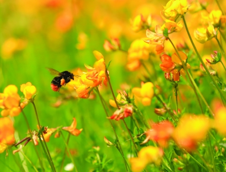 Red tailed bumble bee