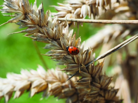 Ladybird on crop