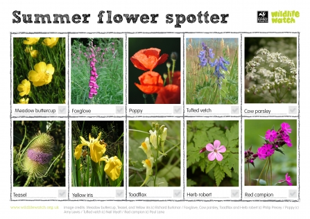 Summer flower spotter
