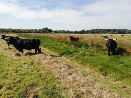 Cattle at Rutland Water