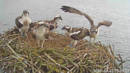 ospreys