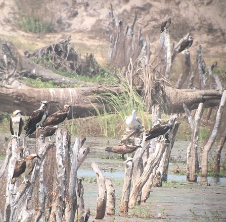 10 ospreys and a pelican