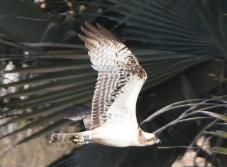 056 in Gambia