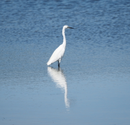 Little Egret