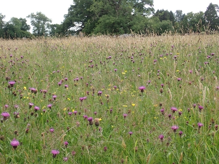 Charnwood forest