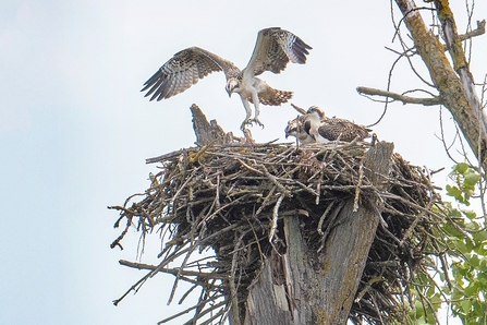 Osprey S2(15)'s nest