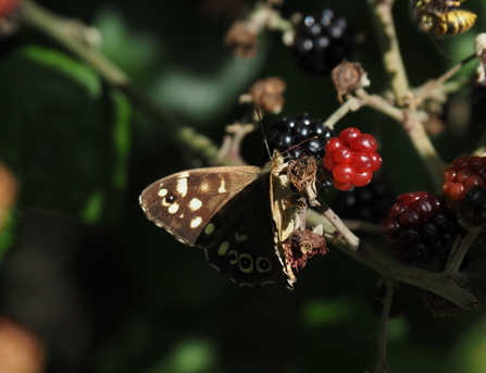 Speckled Wood butterfly