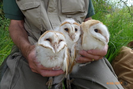 Swan Meadow Juvs