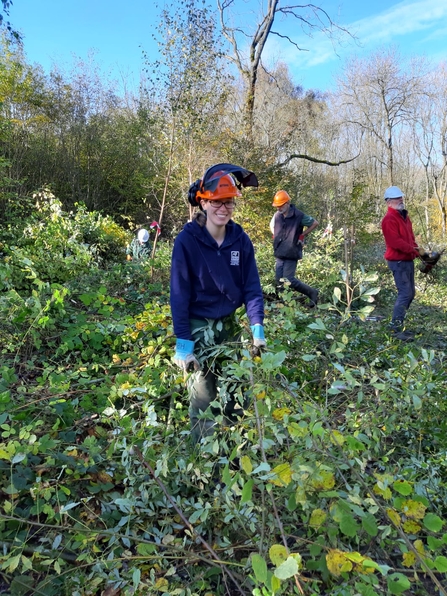 PC Shrub Removal