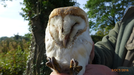 Barn Owl ringing 