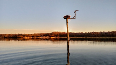 Osprey Nest Webcam 