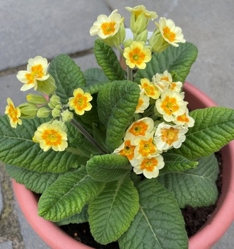 Potted plant