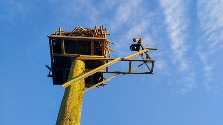 Osprey Nest Webcam 