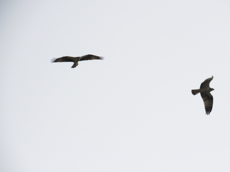 ospreys in flight