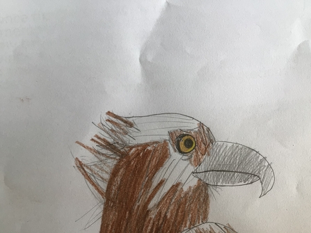 Osprey drawing