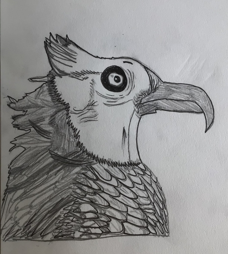 Osprey drawing