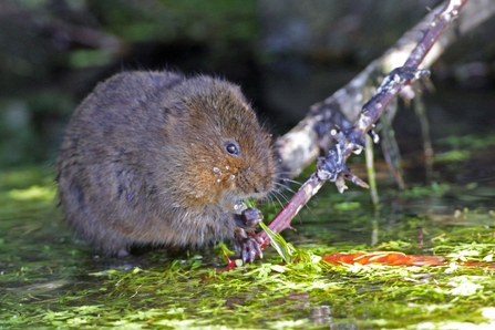 Water vole