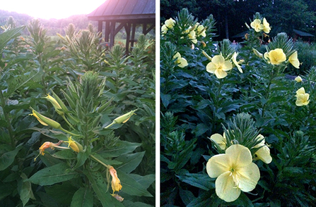 Evening primrose