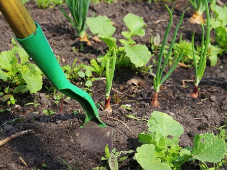 Vegetable Patch