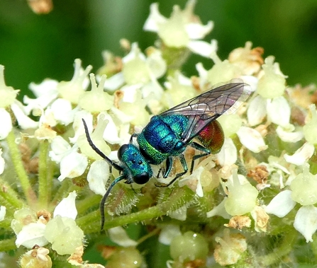 Not all wasps are yellow and black. Ruby –tailed wasp.