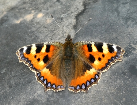 Small Tortoiseshell butterfly