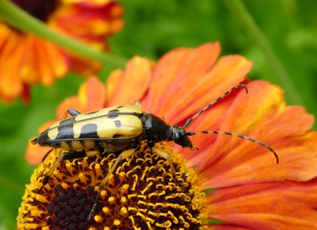  Spotted Longhorn Beetle - Rutpela maculata