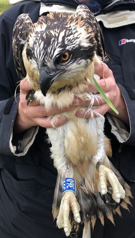 200 osprey chick