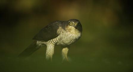 Sparrowhawk. The sparrowhawk is standing on a collared dove that it has just killed.
