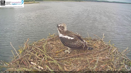 osprey