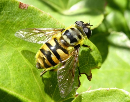 Batman Hoverfly (Myathropa florea) 