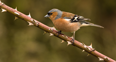 Chaffinch male