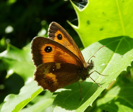 Gate Keeper Butterfly