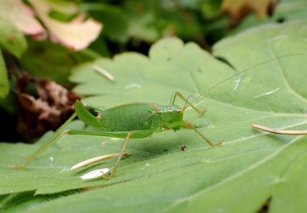 Adult female Speckled Bush-cricket (Leptophyes punctatissima) 