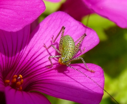Adult female Speckled Bush-cricket (Leptophyes punctatissima) 