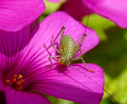 Adult female Speckled Bush-cricket (Leptophyes punctatissima)