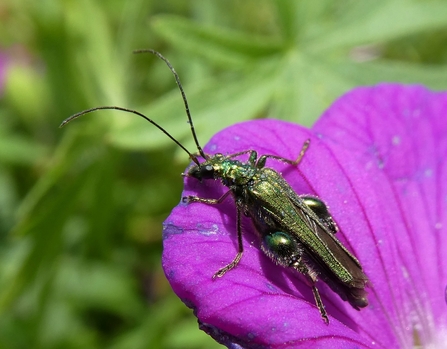 The male Swollen-thighed Beetle 