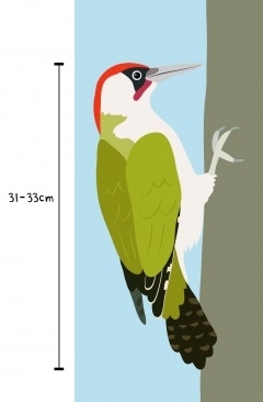 woodpecker