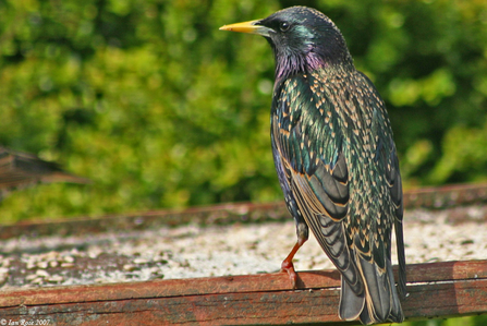 Starling perched at a feeder, The Wildlife Trusts