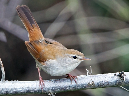 Cetti's Warbler