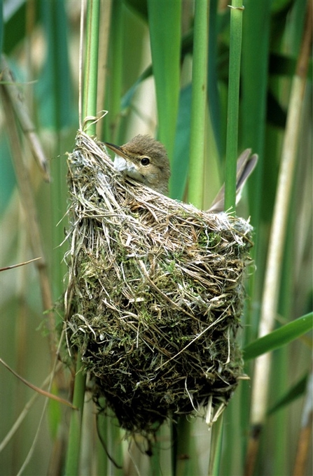 Warbler Nest