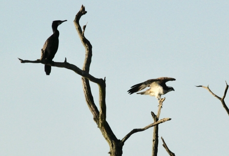 osprey