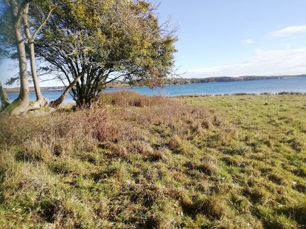 Grassland Rutland Water