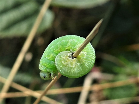 insect larvae