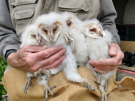 Barn owl chicks cossington