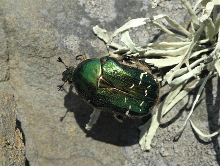 Rose chafer beetle