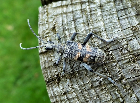 Longhorn beetle