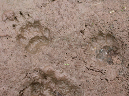 Badger prints in mud the wildlife trusts