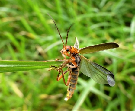 A soldier beetle revealing hardened forewings and membranous hindwings