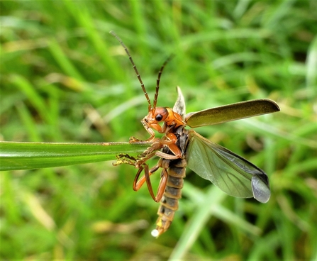 A soldier beetle revealing hardened forewings and membranous hindwings