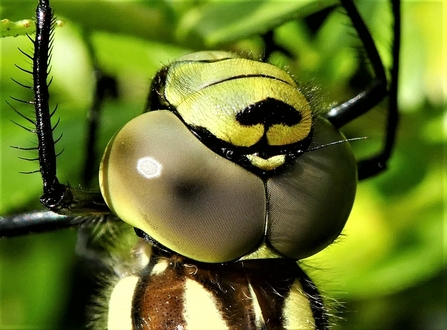 Compound eyes of a dragonly